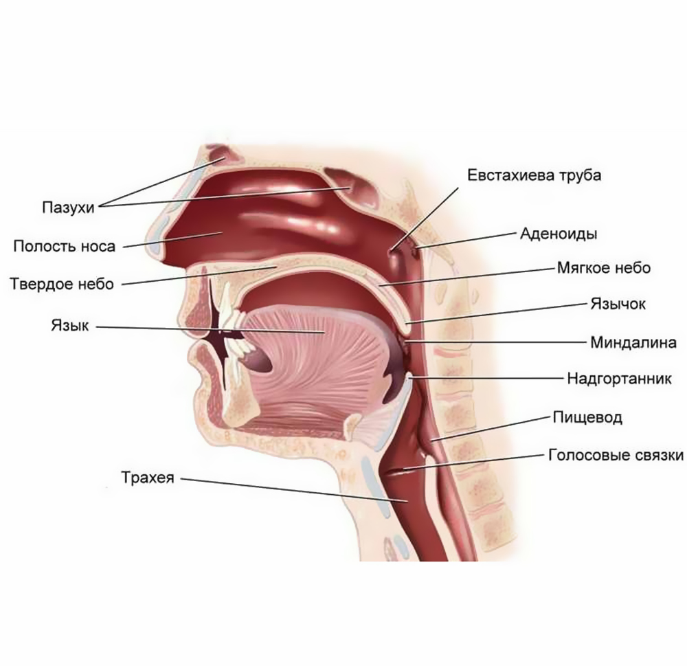 Схема глотки